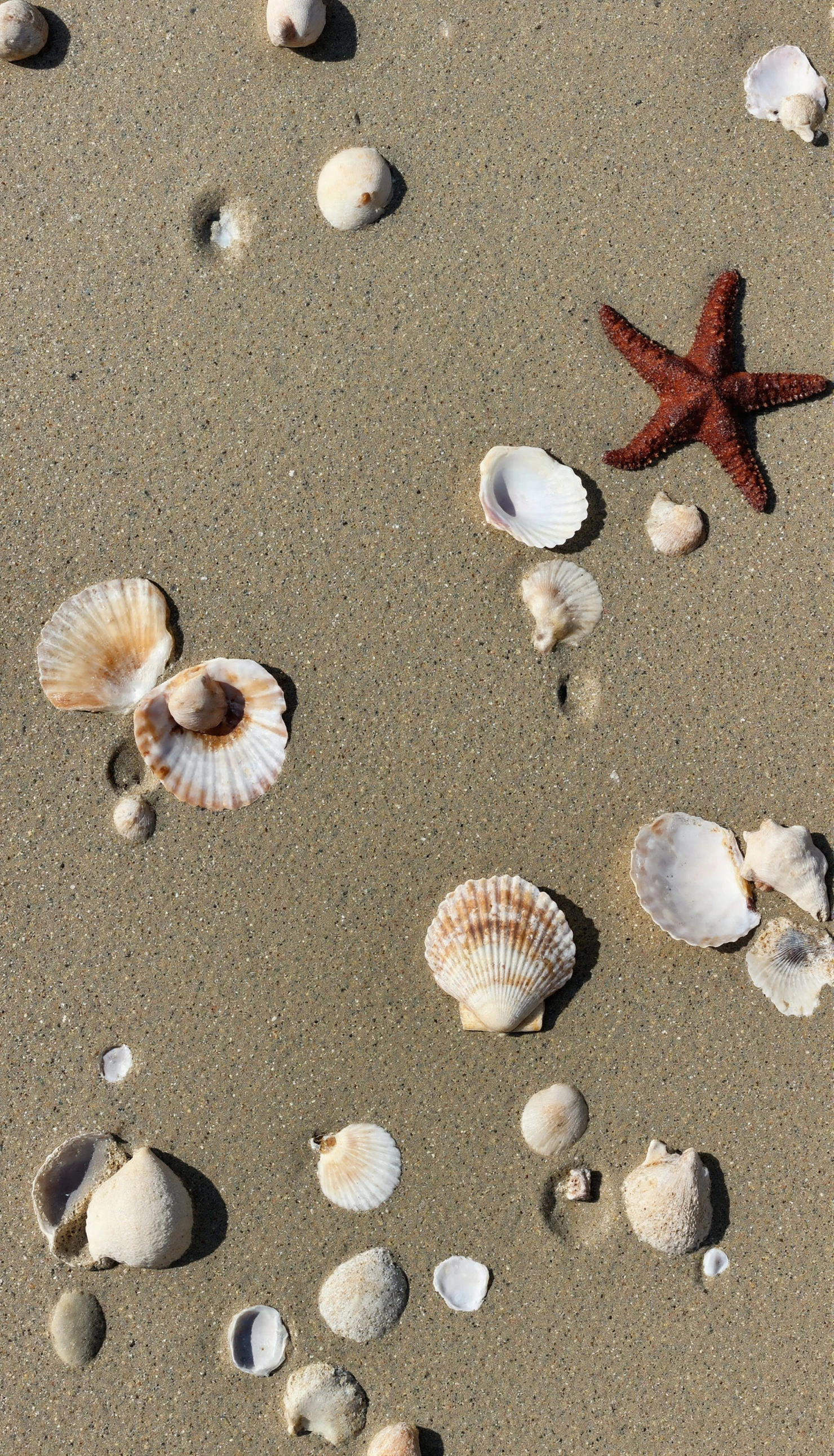 Seashells and Starfish on a Sandy Beach #41221