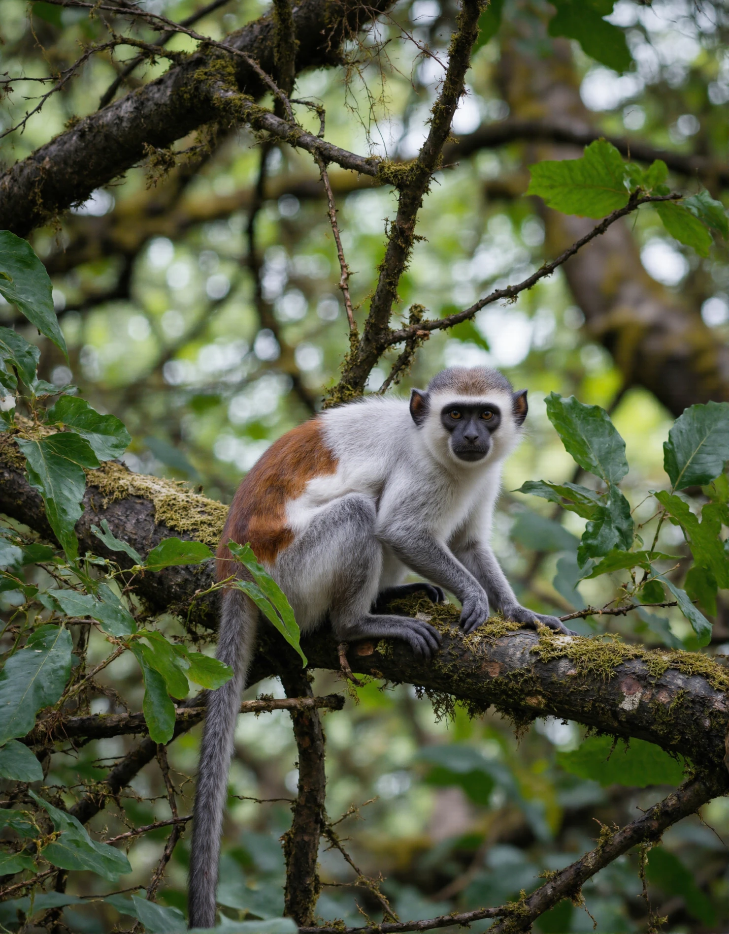 Curious Monkey Perched on a Mossy Tree Branch in the Forest #41229