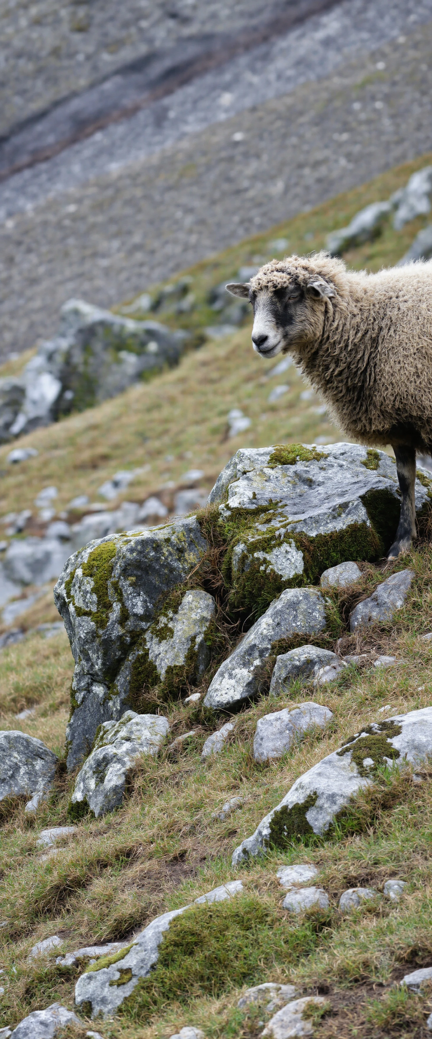 A Lone Sheep on a Rugged Mountain Landscape #41231