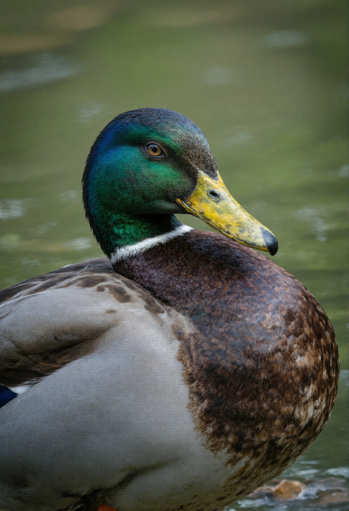 Vibrant Mallard Duck Portrait #41232