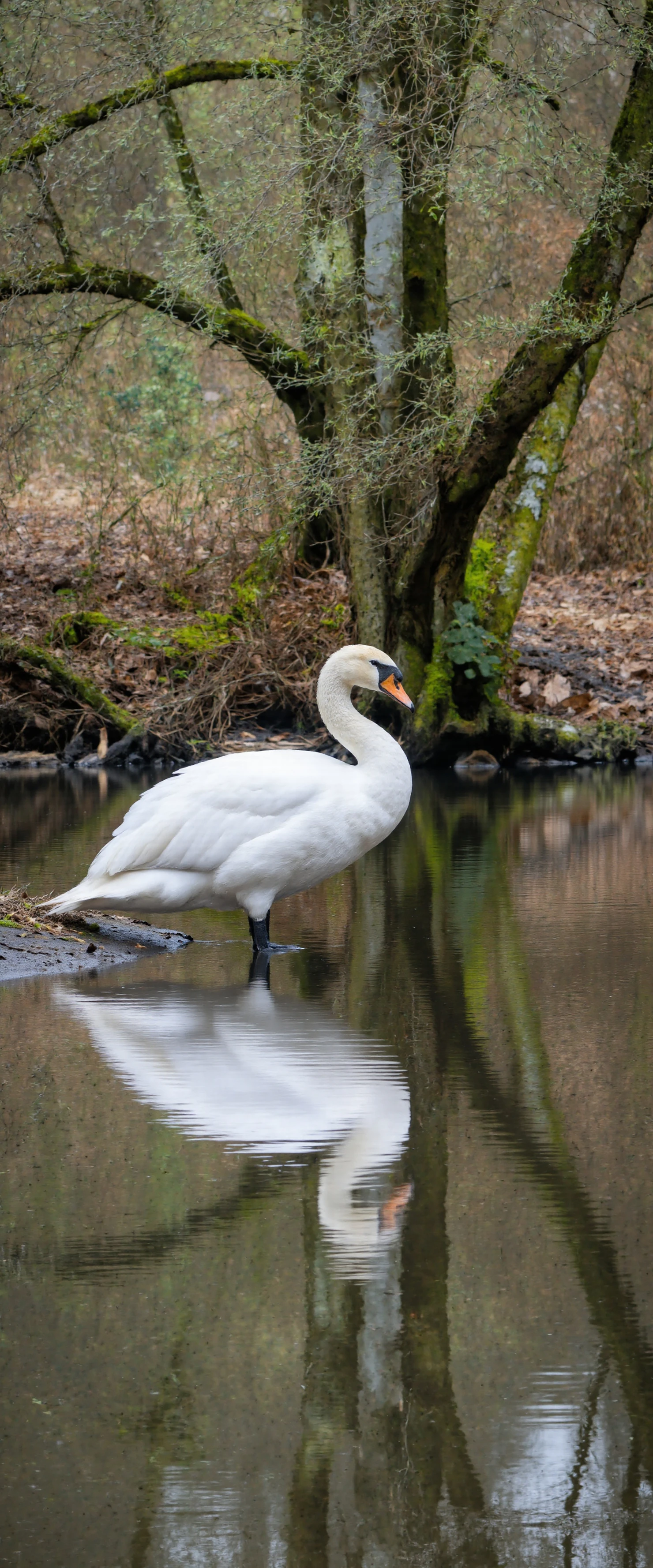 White Swan and its Reflection in a Forested Stream #41245