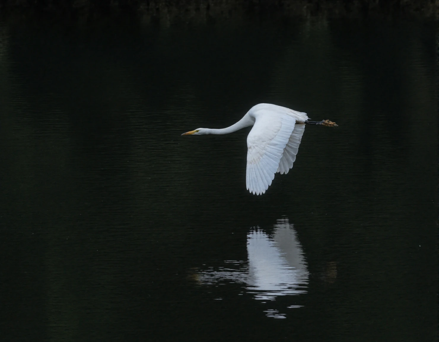 Graceful Egret in Flight Over Dark Water #41253