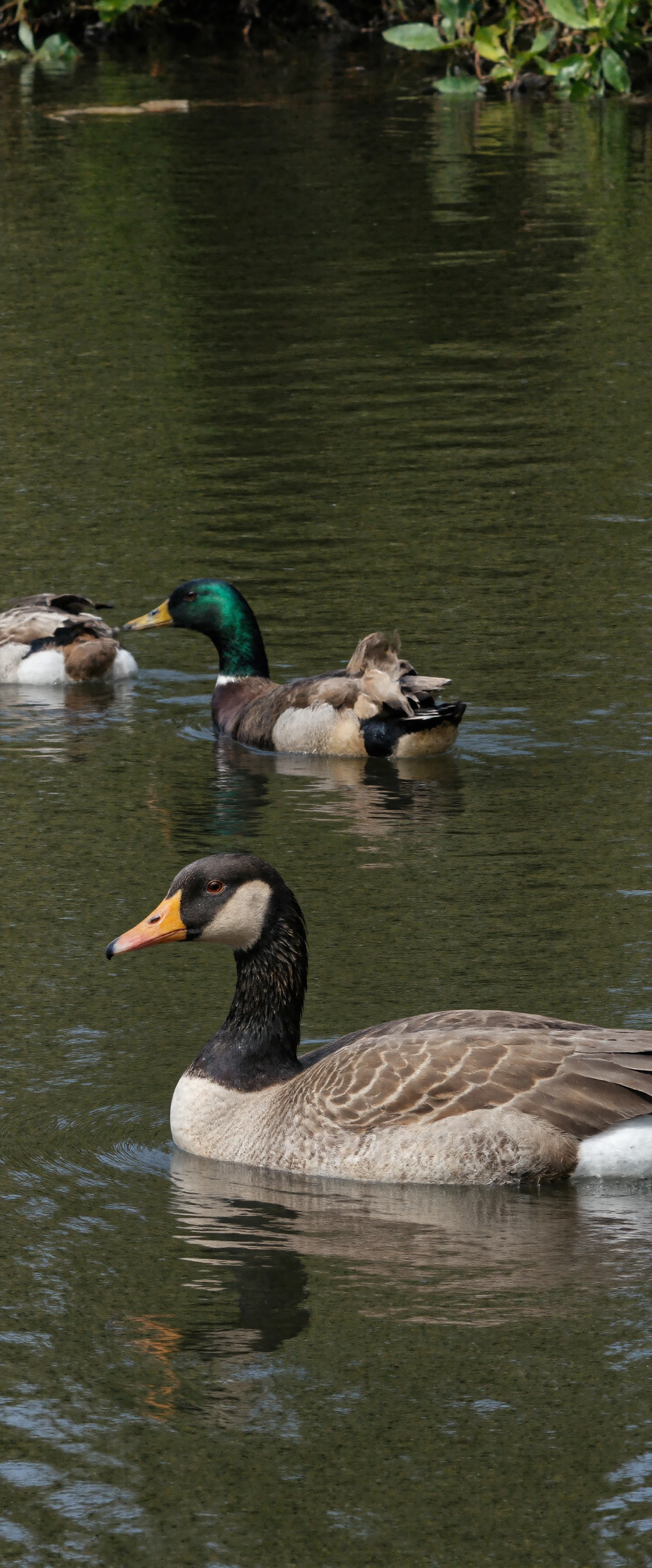 Mallard Ducks and a Goose Gliding on Calm Water #41255