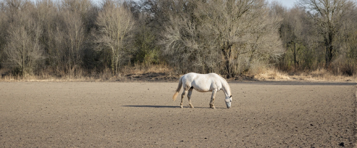 White horse grazing in a dry field with bare trees in the background #41258