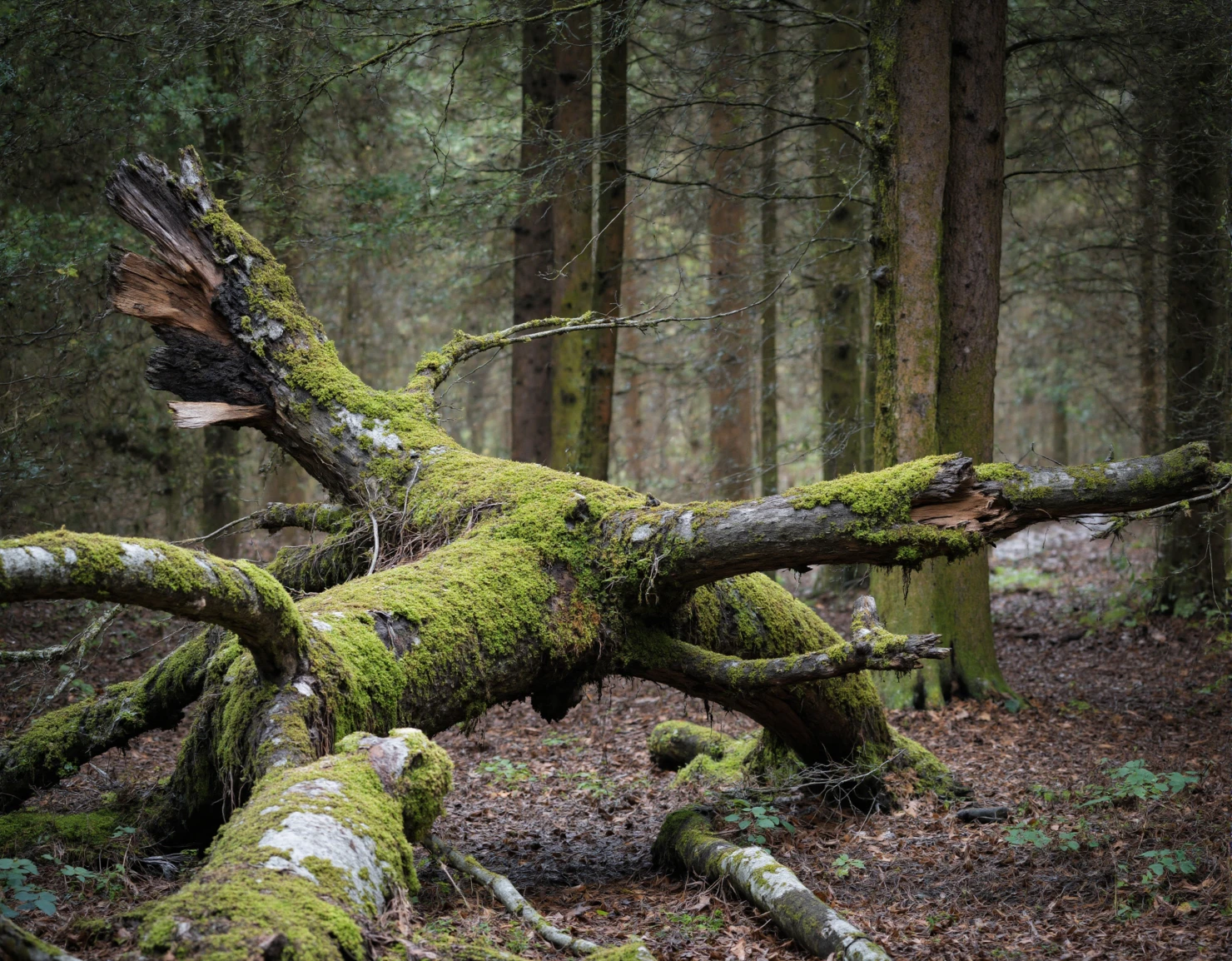 Moss-Covered Fallen Tree Trunk in a Serene Forest #41259