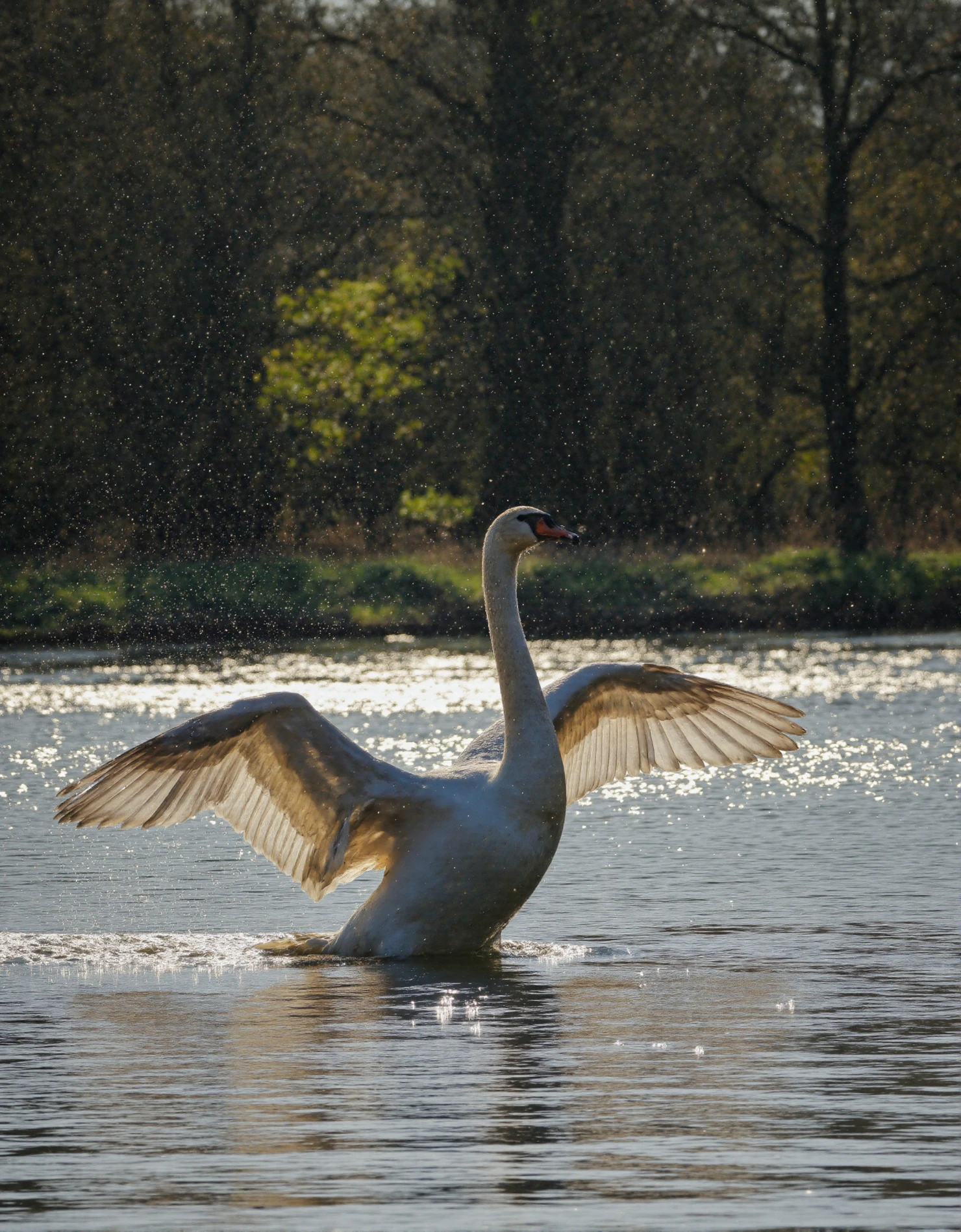 Majestic Swan Spreading Wings in Golden Light #41262