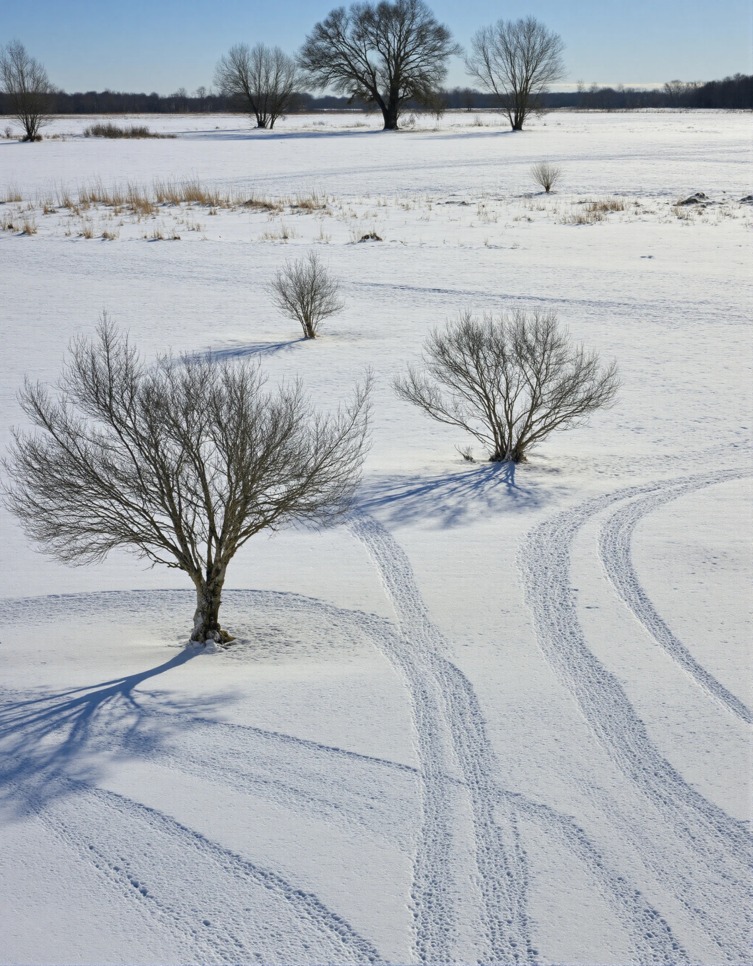 Winter Tracks Winding Through a Serene Snowy Landscape #41263