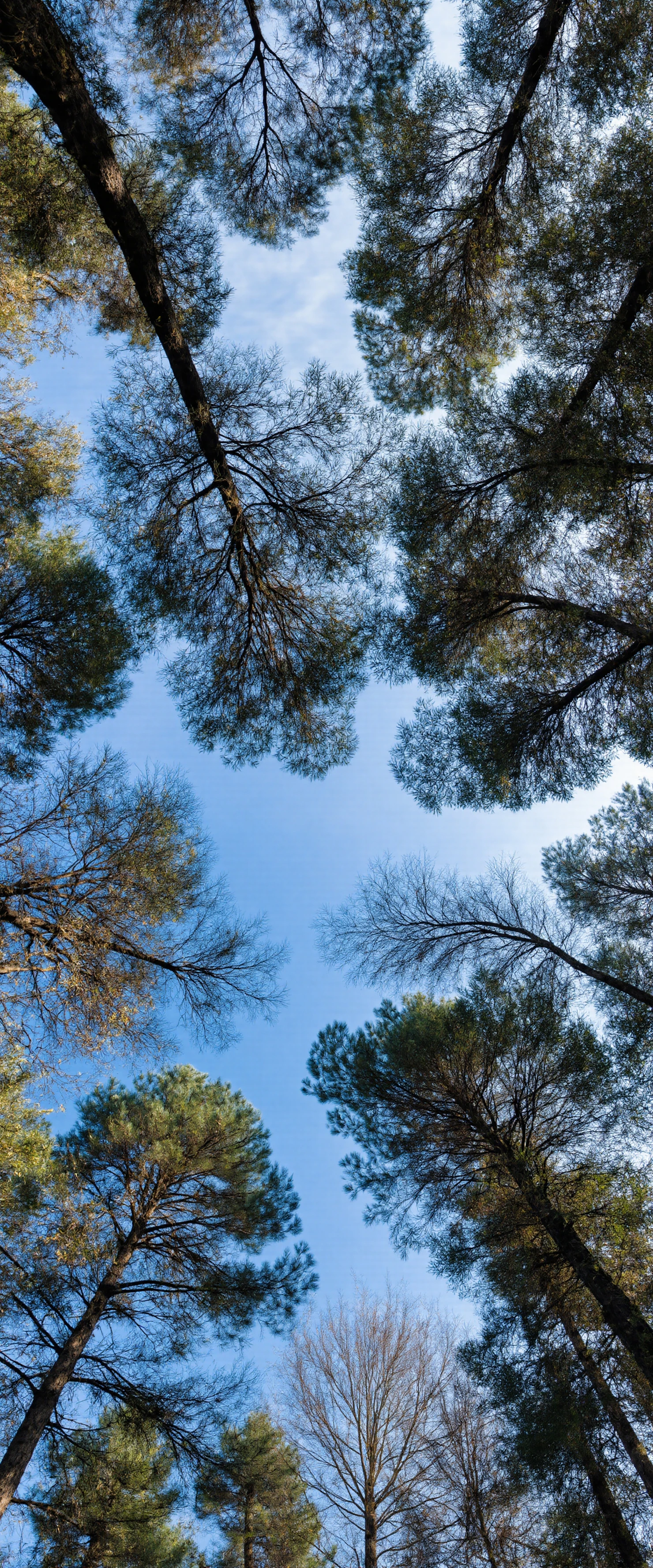 Looking Up Through the Forest Canopy on a Clear Day #41270
