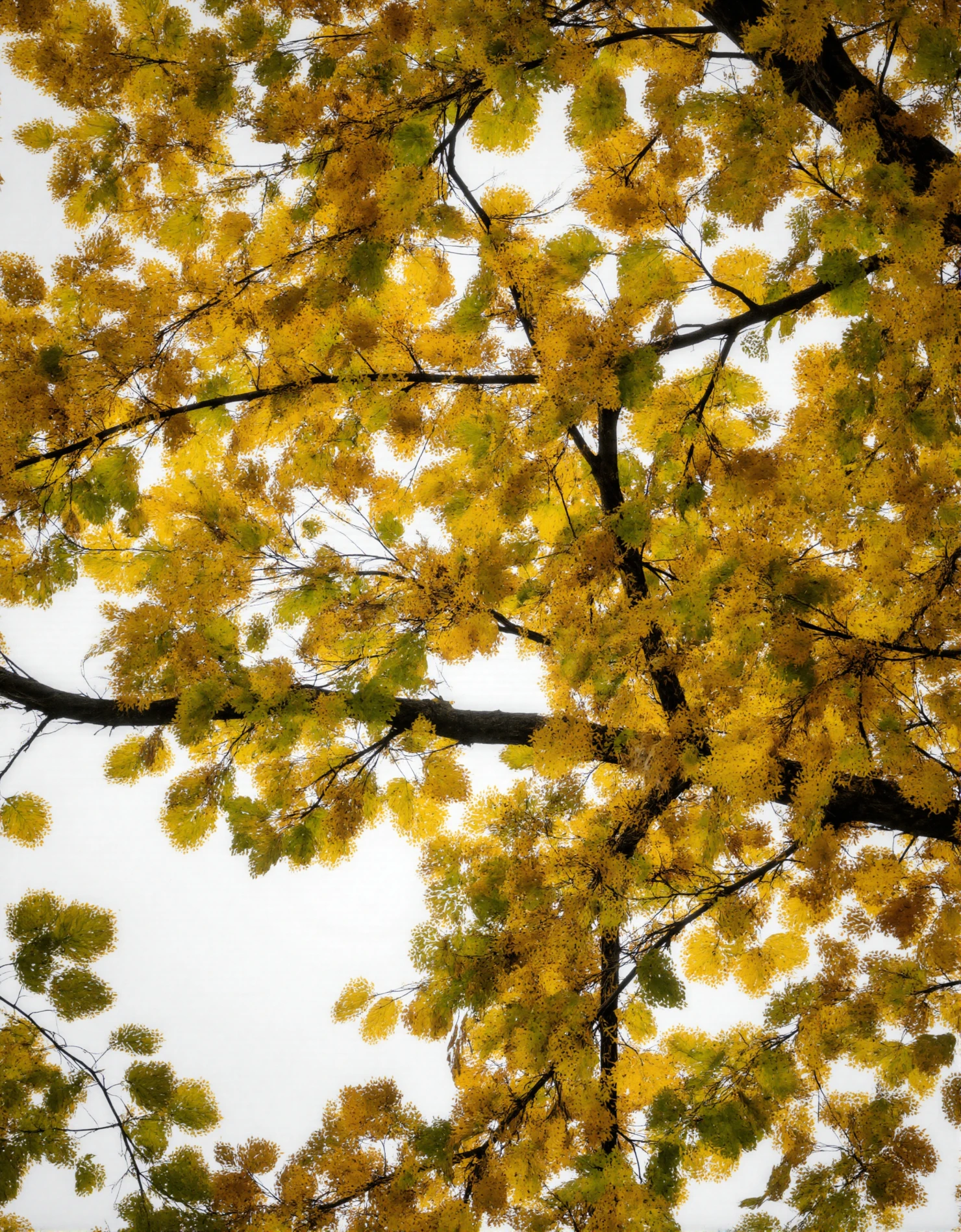 Golden Autumn Leaves Against a Bright Sky #41271