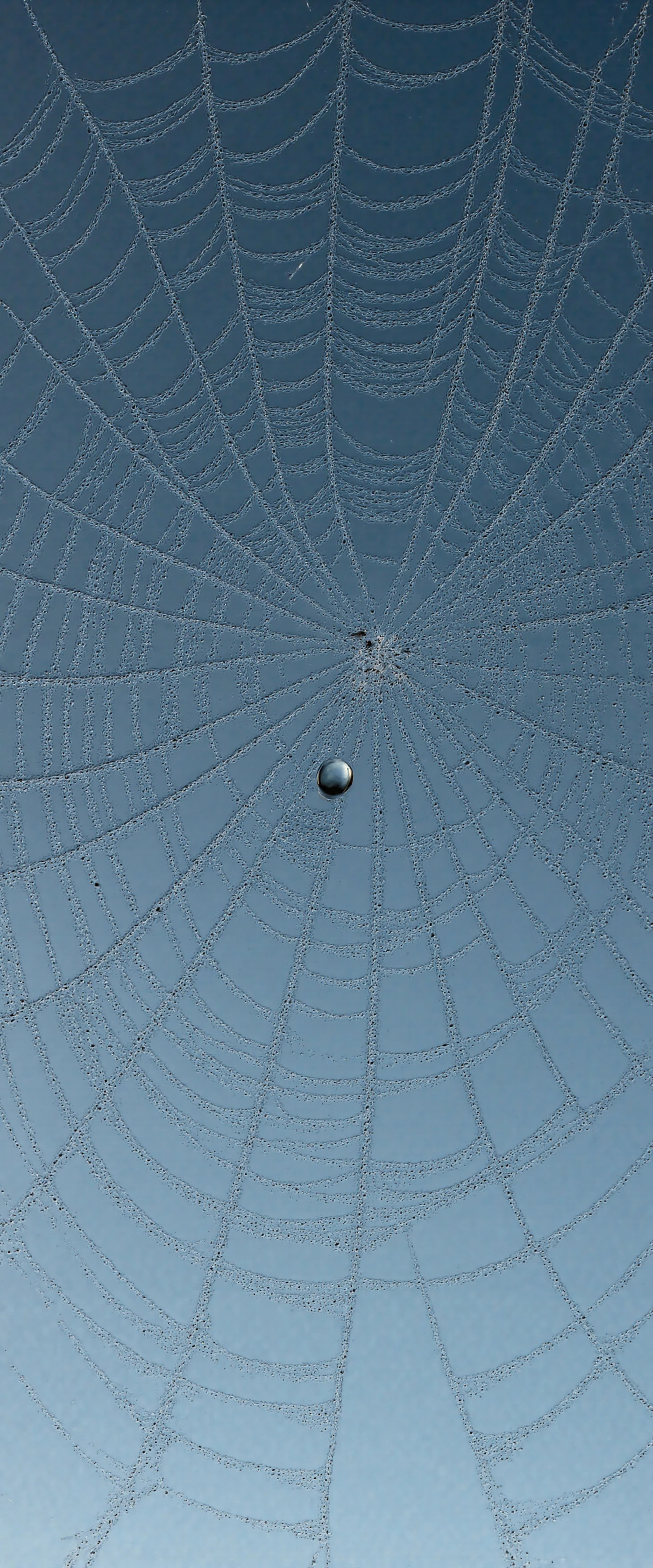 Dew-Kissed Spiderweb Against a Blue Sky #41275