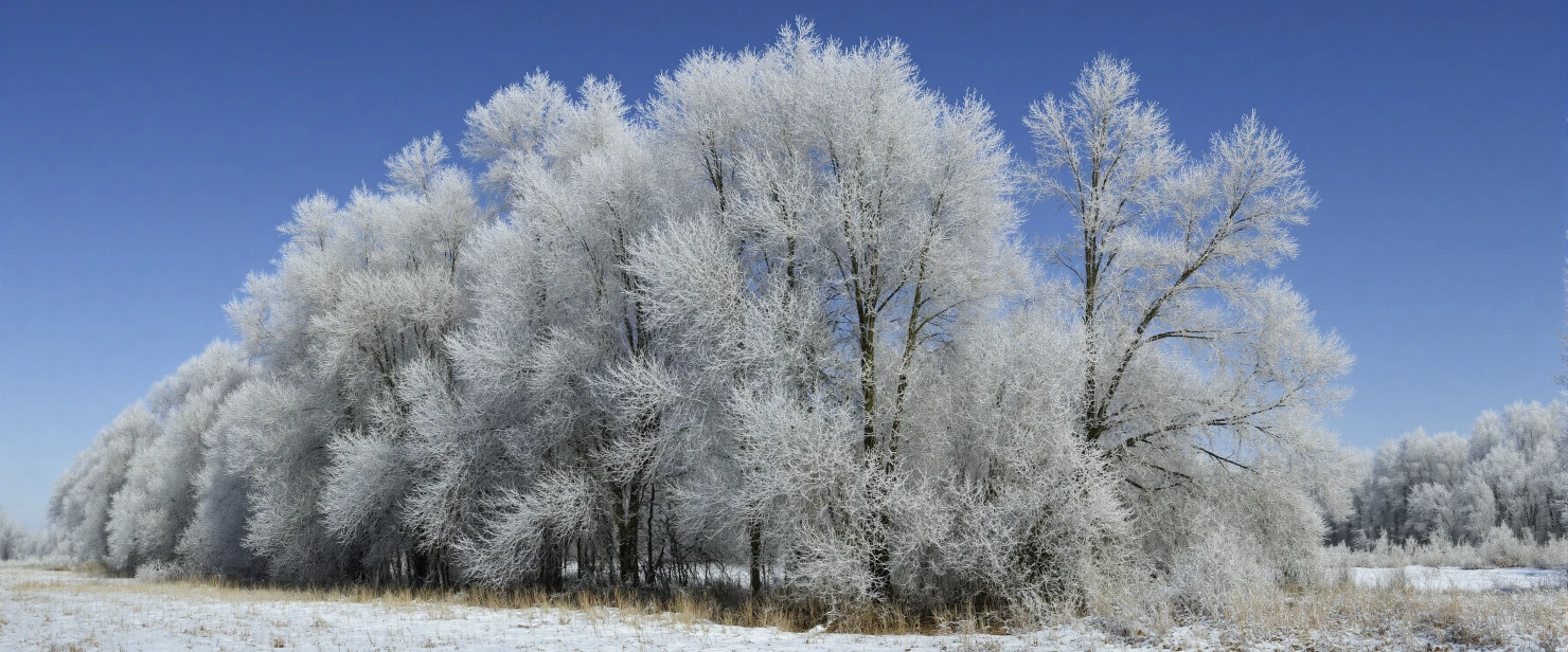 Hoarfrost-Laden Trees in a Snowy Winter Landscape #41280