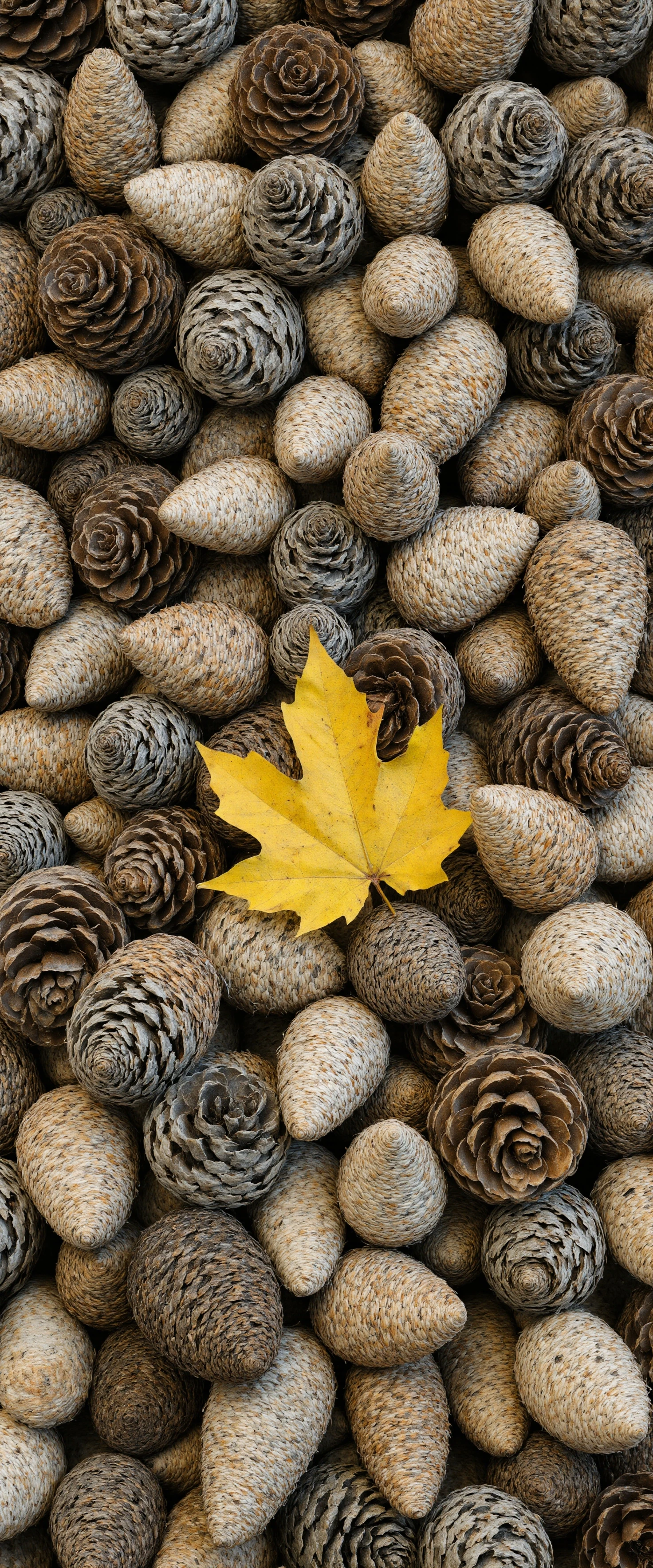 Vibrant Green Chameleon Macro Portrait #41457