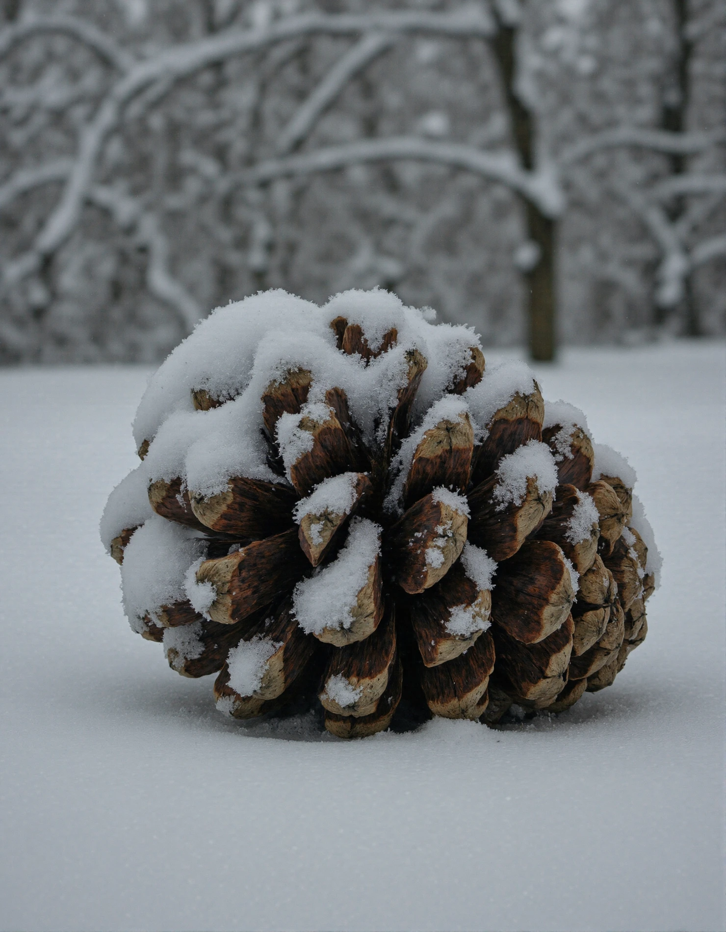 Wintry Close-up of a Snow-Dusted Pine Cone #41461